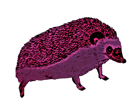 mascot pink hog