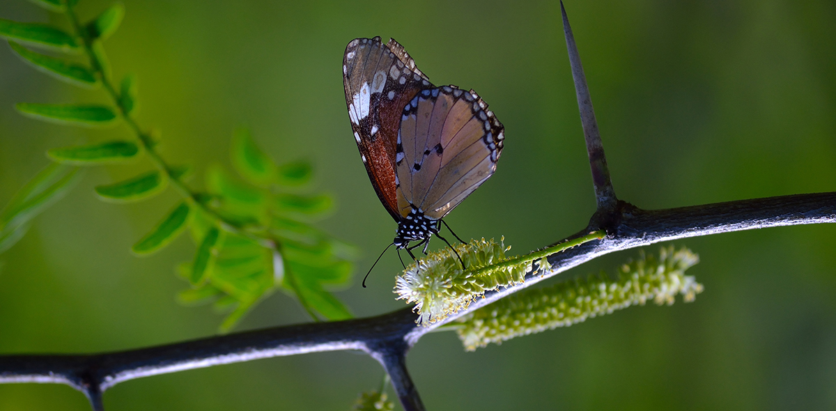 Cocoon butterfly on twig