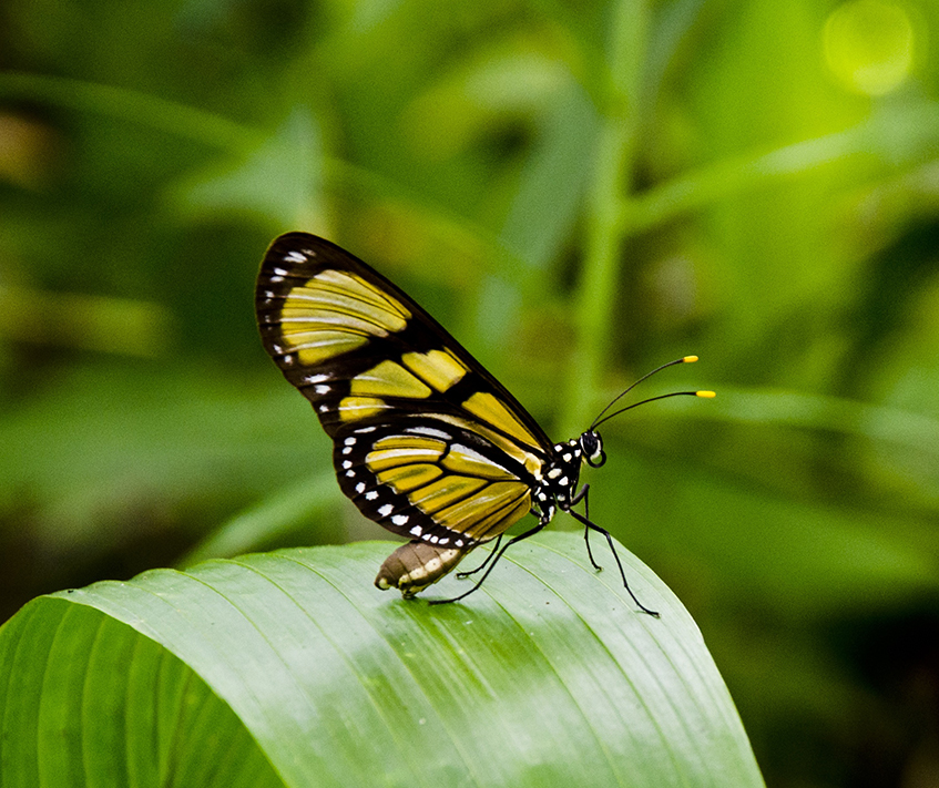 Cocoon butterfly on leaf