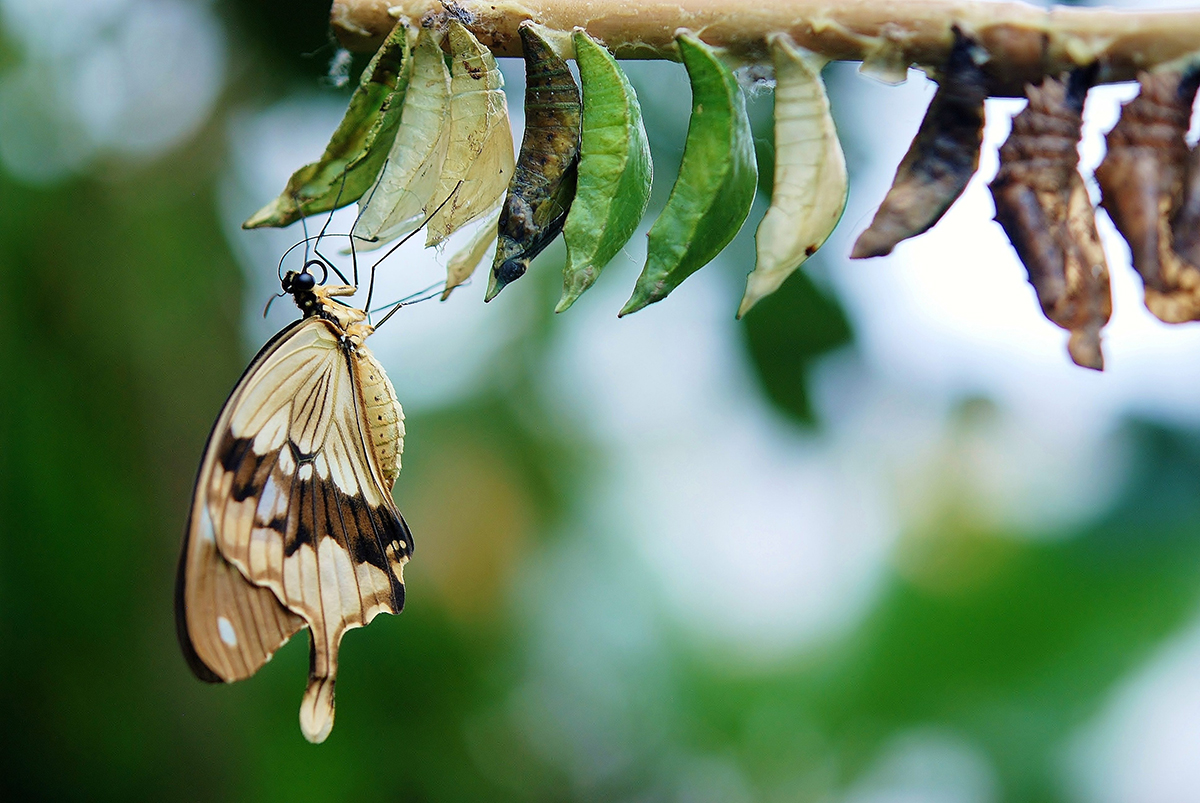 Cocoon butterfly with actual cocoons